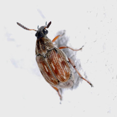 Acanthoscelides obtectus