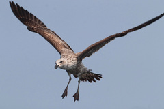 Larus dominicanus vetula