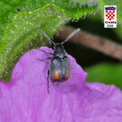 Bruchidius biguttatus