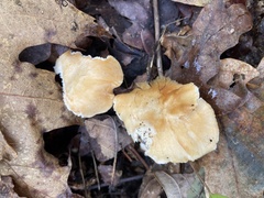 Hydnum rufescens