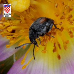 Bruchidius biguttatus