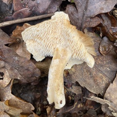 Hydnum rufescens