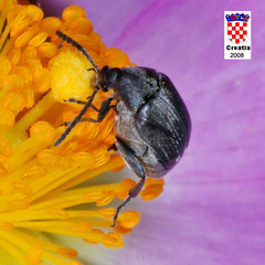 Bruchidius biguttatus