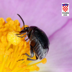 Bruchidius biguttatus