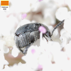 Bruchidius biguttatus