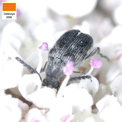 Bruchidius biguttatus