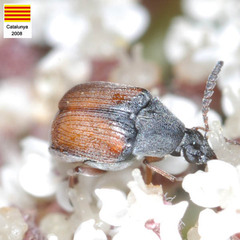 Bruchidius biguttatus