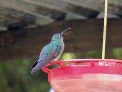 Colibri cyanotus