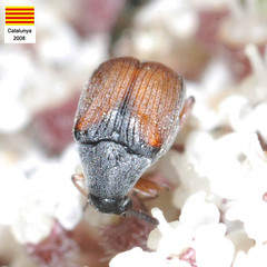 Bruchidius biguttatus