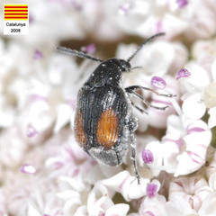 Bruchidius biguttatus