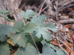 Kedrostis nana