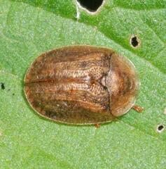 Hypocassida subferruginea