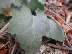 Kedrostis nana