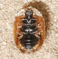 Hypocassida subferruginea