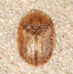 Hypocassida subferruginea