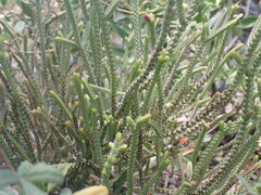 Crassula muscosa