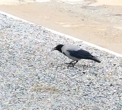 Corvus cornix