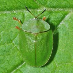 Cassida viridis