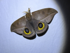 Automeris melanops