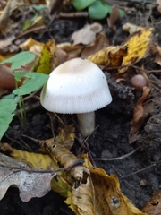Amanita calida