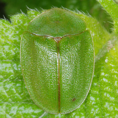 Cassida viridis