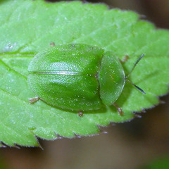 Cassida viridis