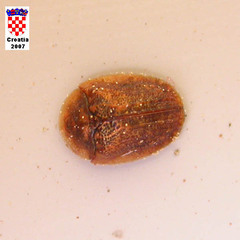 Hypocassida subferruginea