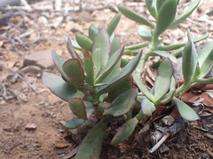 Crassula cultrata
