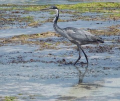 Ardea melanocephala