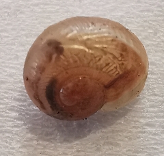 Helicoidea