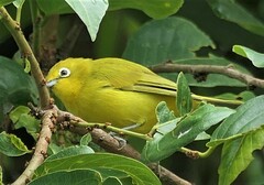 Zosterops anderssoni