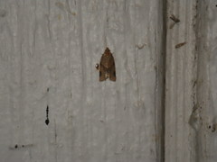 Clepsis peritana