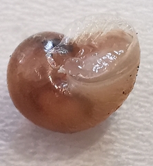 Helicoidea