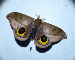 Automeris melanops