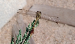 Paragomphus genei