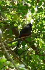 Trogon surrucura