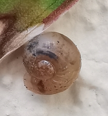 Helicoidea