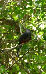 Trogon surrucura