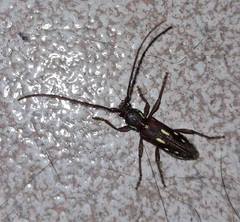 Ambonus distinctus