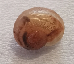 Helicoidea