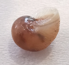 Helicoidea