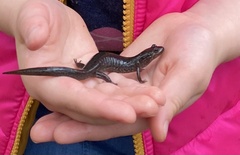 Desmognathus brimleyorum