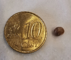 Helicoidea