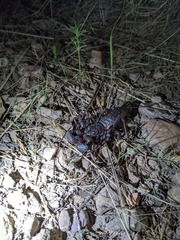 Mastigoproctus tohono