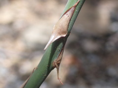 Asparagus divaricatus