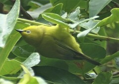 Zosterops anderssoni