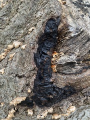 Diatrype stigma