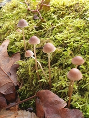 Mycena rosella