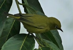 Zosterops anderssoni