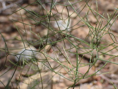 Asparagus divaricatus